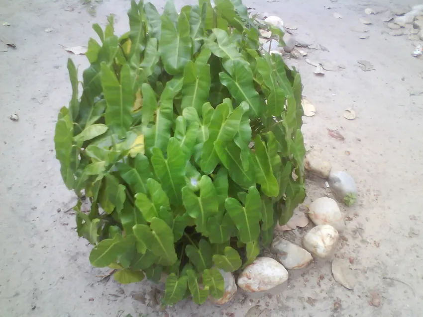 philodendron imbe plant showing characteristic features