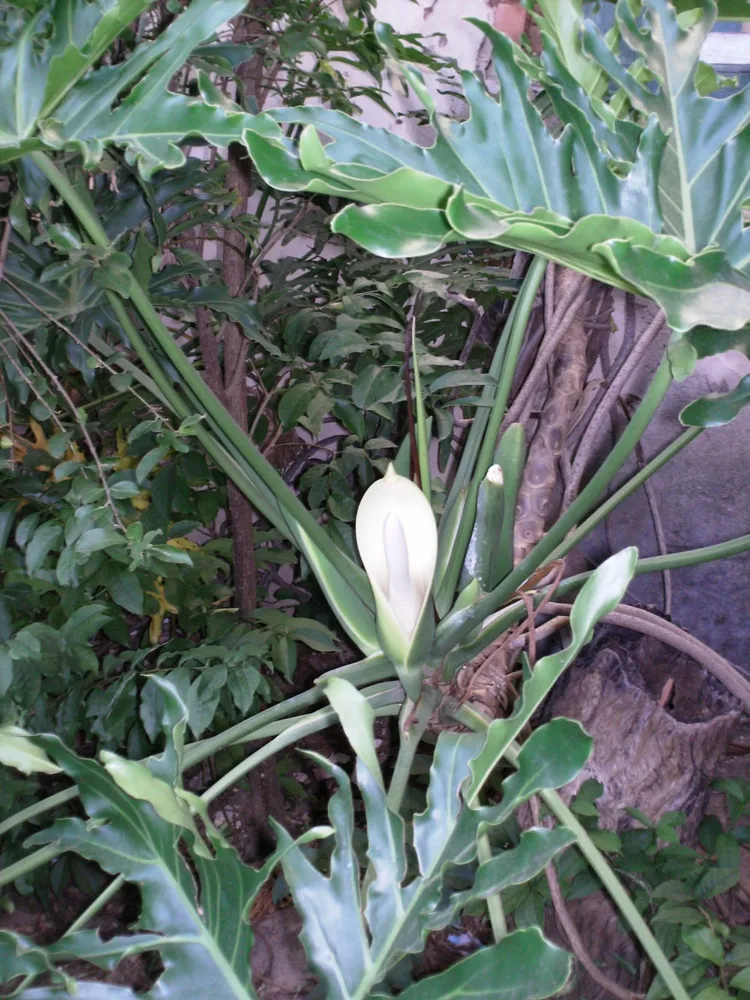 philodendron imbe plant showing characteristic features