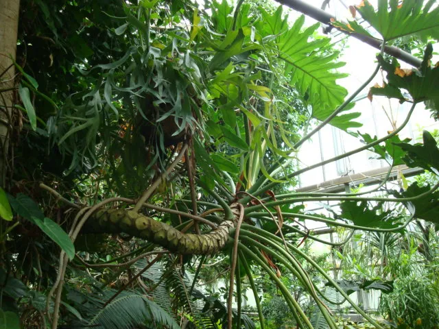 philodendron imbe plant showing characteristic features