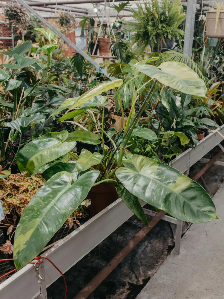 philodendron jose buono plant showing characteristic features