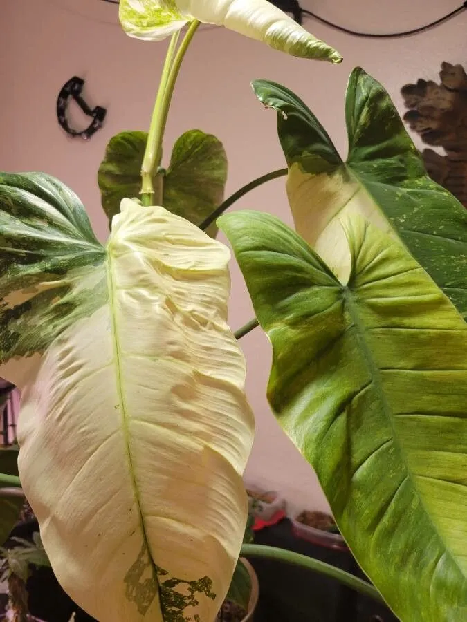 philodendron jose buono plant showing characteristic features