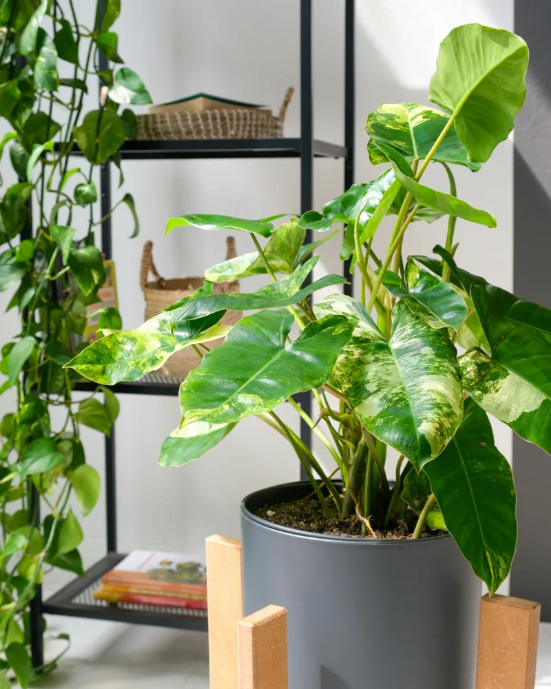 philodendron jose buono plant showing characteristic features