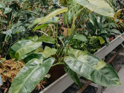 thumbnail philodendron 'jose buono'