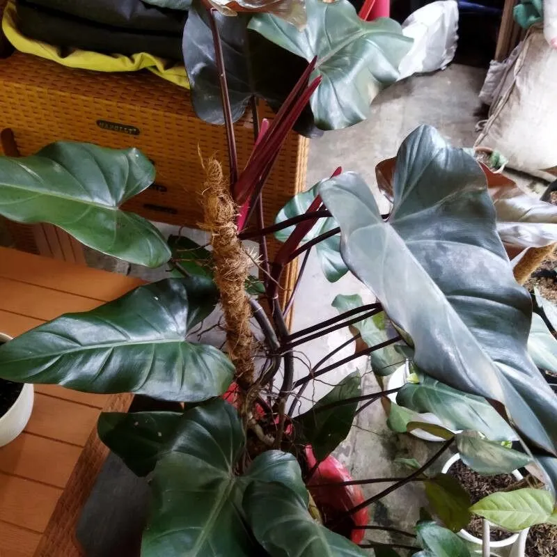 philodendron king of spades plant showing characteristic features