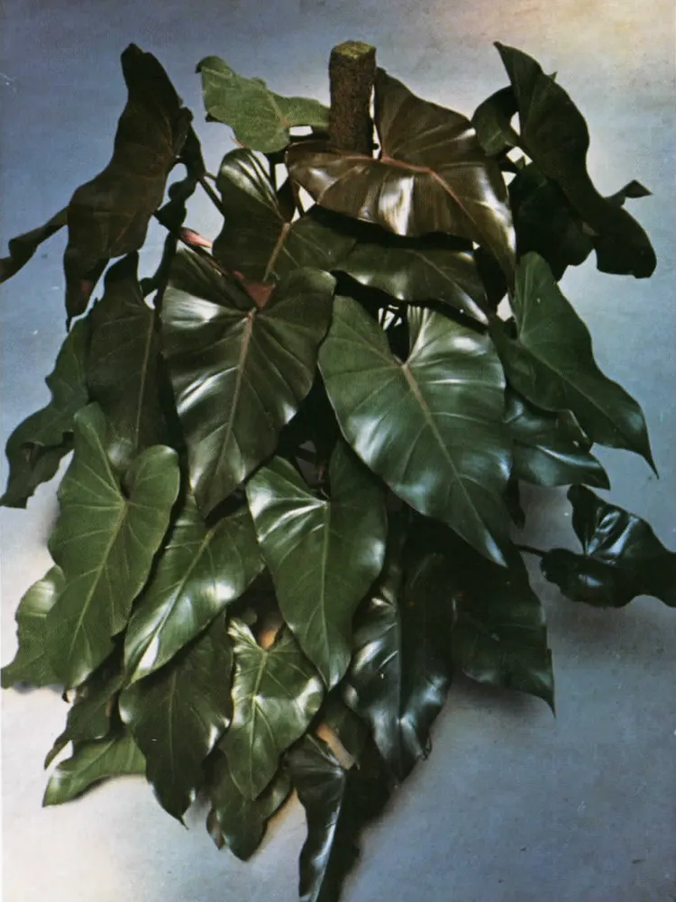 philodendron king of spades plant showing characteristic features