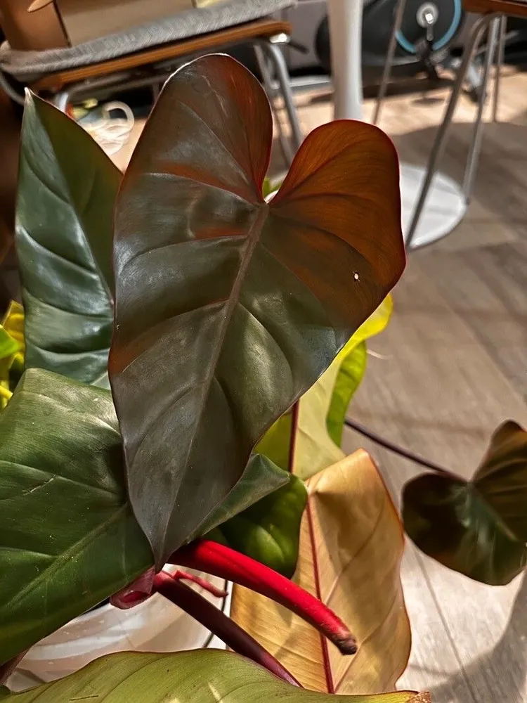philodendron king of spades plant showing characteristic features