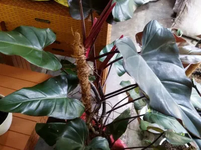 thumbnail philodendron 'king of spades'