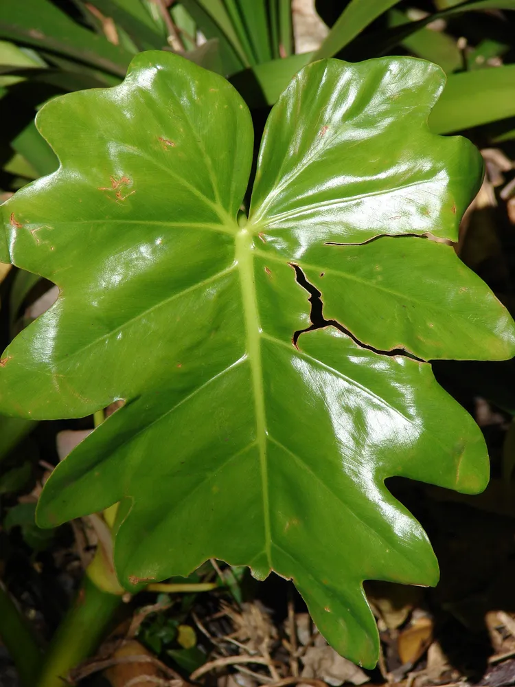 philodendron lacerum plant showing characteristic features