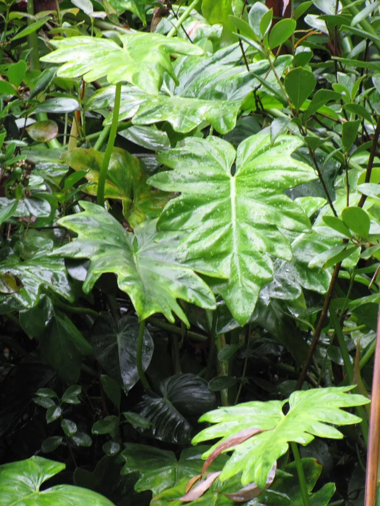 philodendron lacerum plant showing characteristic features