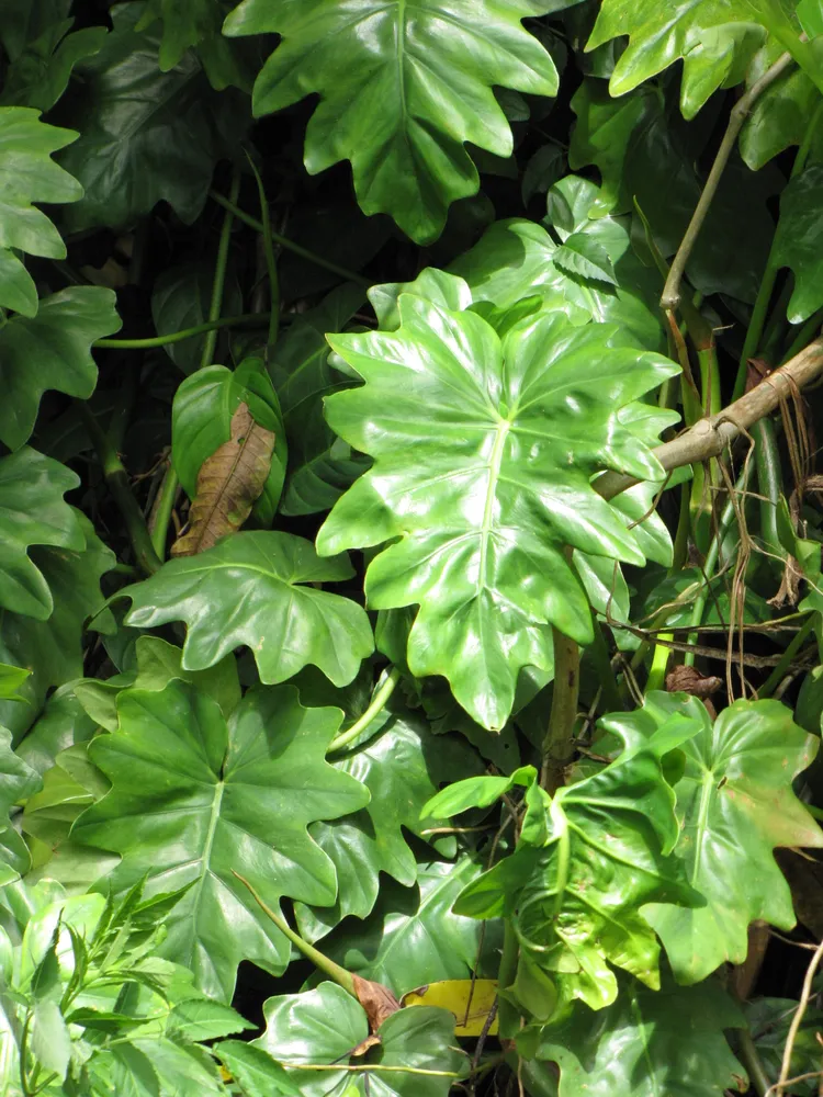 philodendron lacerum plant showing characteristic features