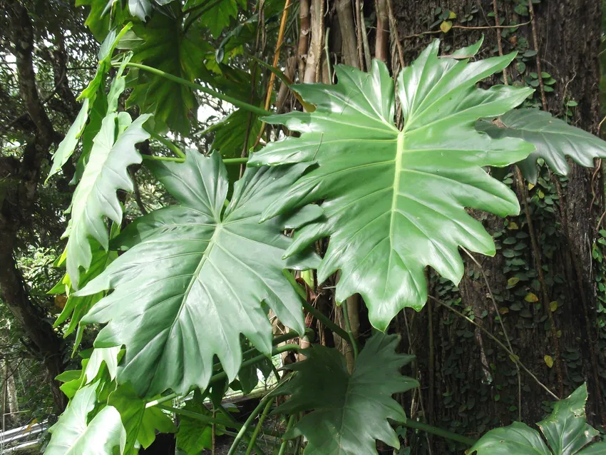 philodendron lacerum plant showing characteristic features