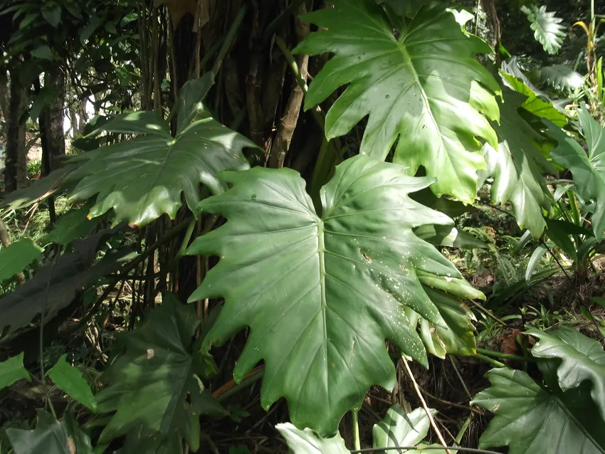 philodendron lacerum plant showing characteristic features