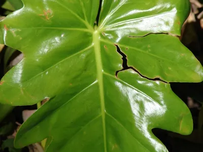 philodendron lacerum thumbnail