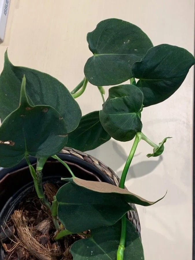 Plante philodendron lupinum montrant ses caractéristiques typiques