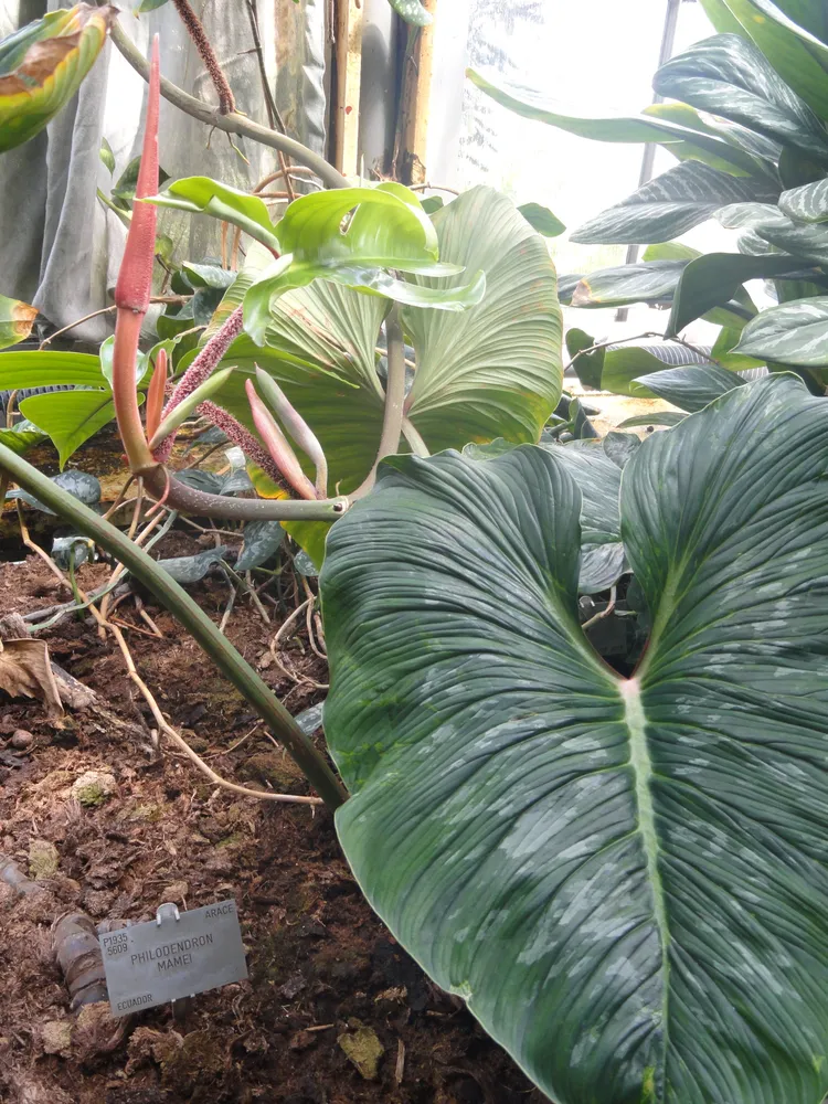 philodendron mamei plant showing characteristic features