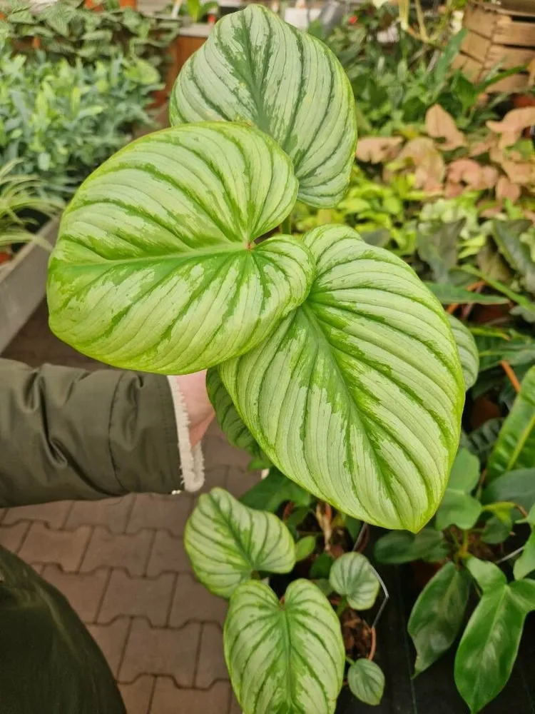 philodendron silver cloud plant showing characteristic features