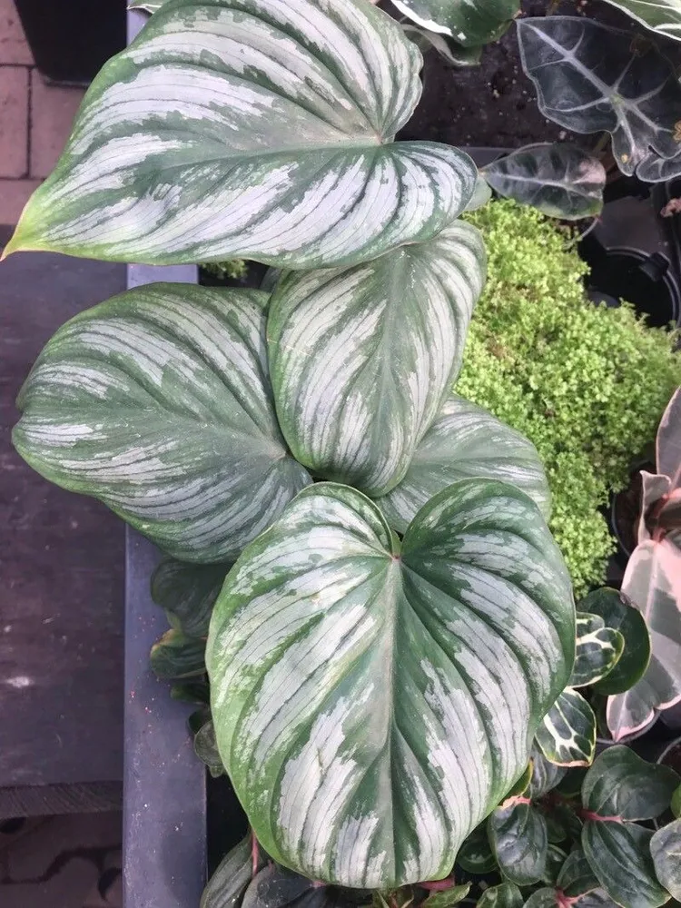 philodendron silver cloud plant showing characteristic features