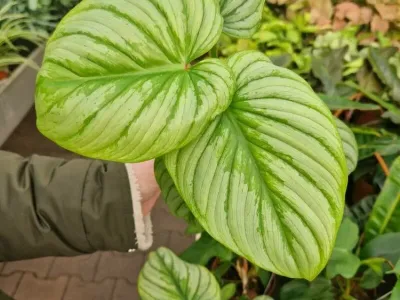 thumbnail philodendron mamei 'silver cloud'