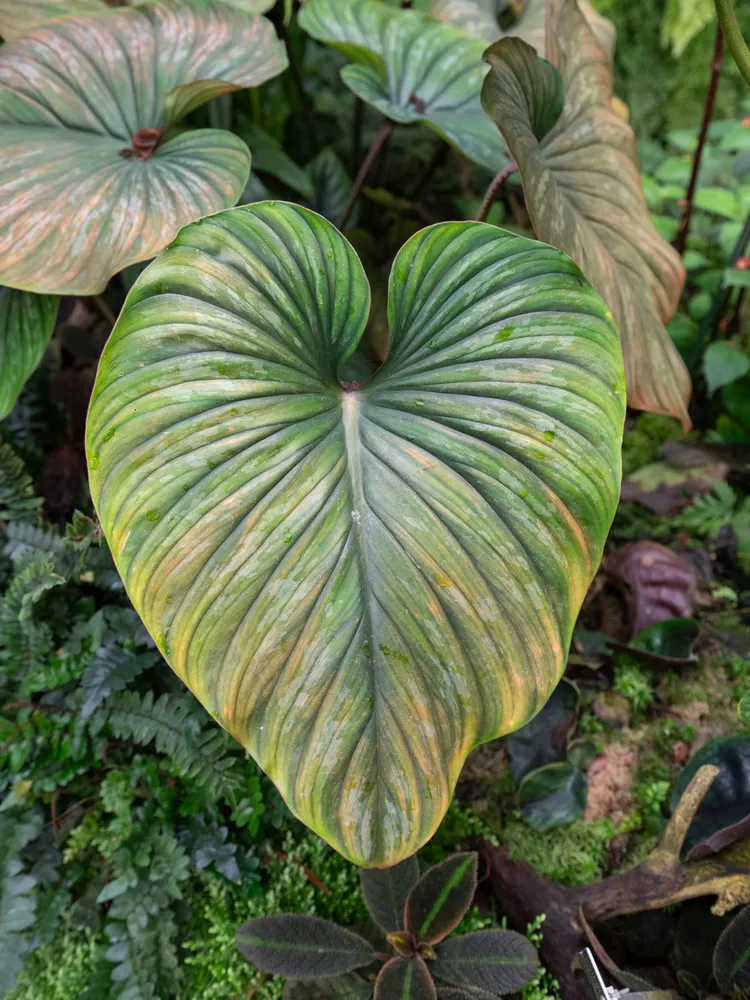 philodendron mamei plant showing characteristic features