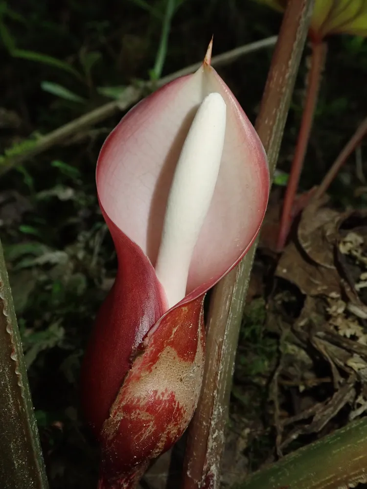 philodendron mamei plant showing characteristic features