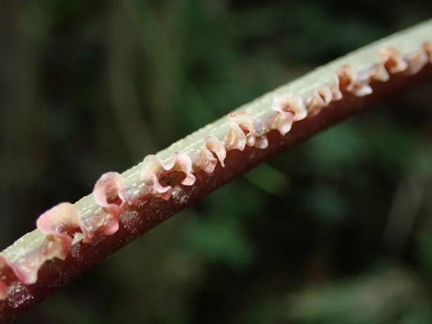 philodendron mamei plant showing characteristic features