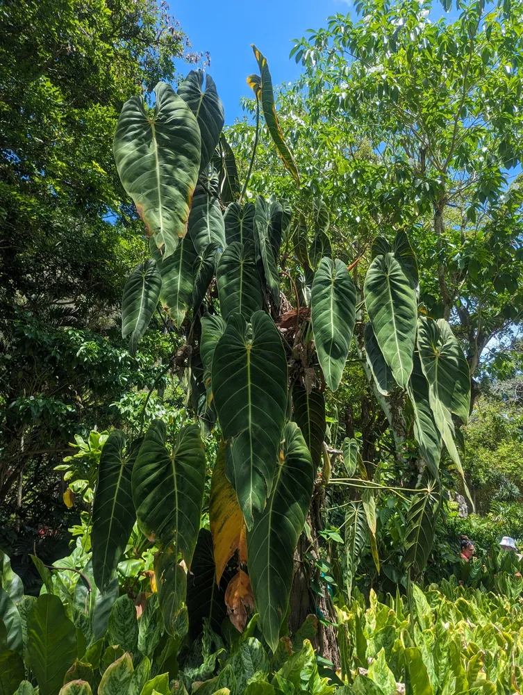 Plante philodendron melanochrysum montrant ses caractéristiques typiques