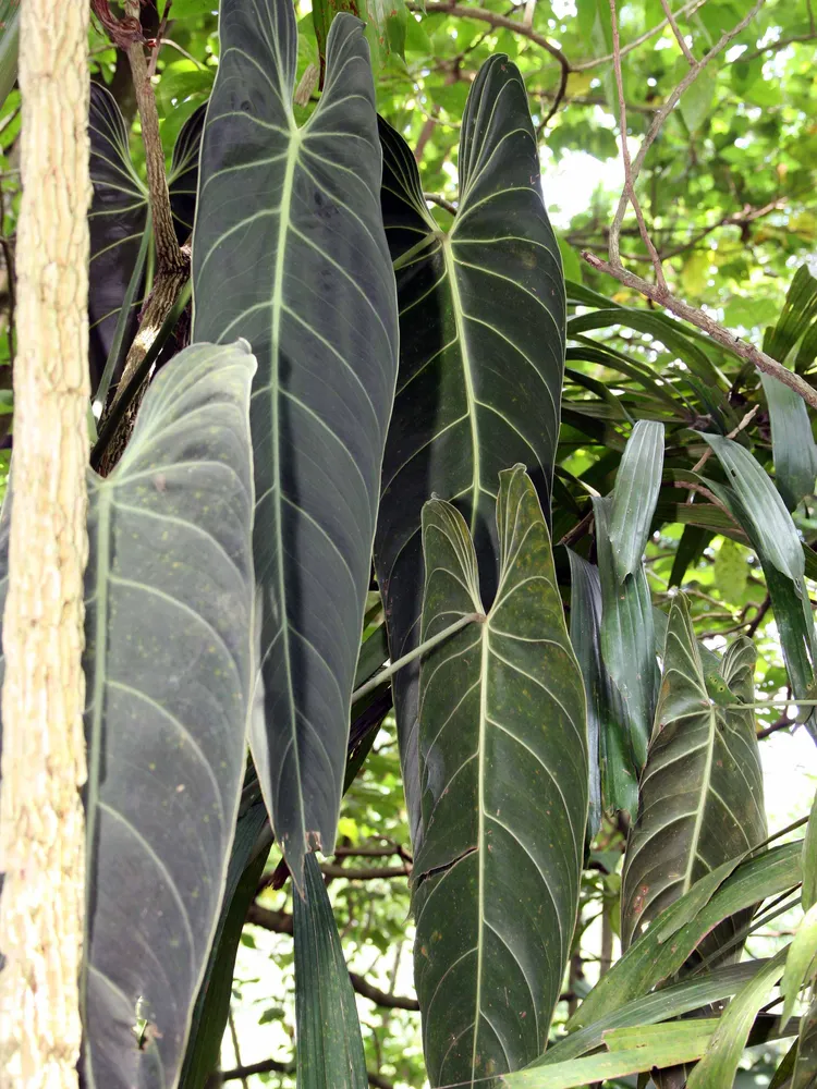 Plante philodendron melanochrysum montrant ses caractéristiques typiques