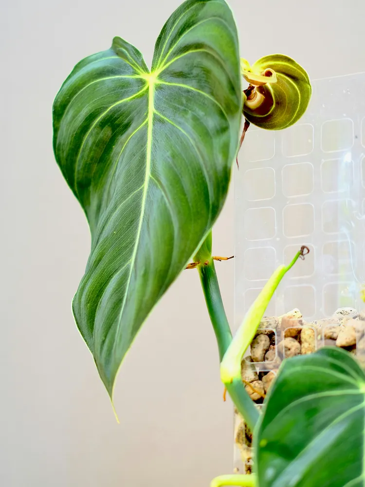 Plante philodendron melanochrysum montrant ses caractéristiques typiques