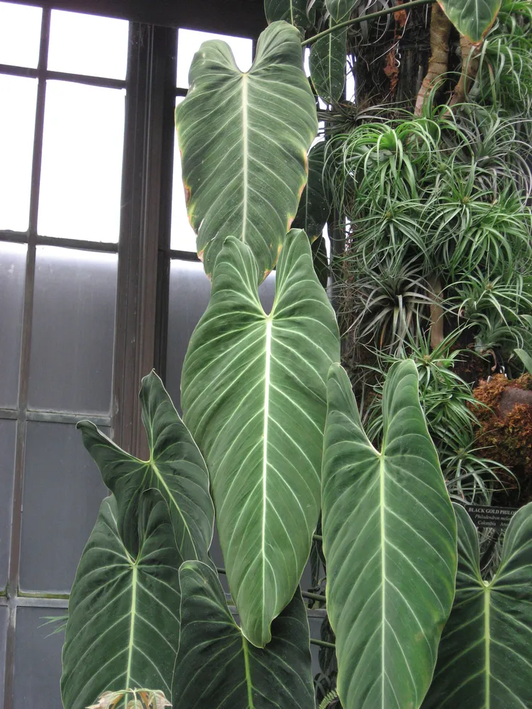 Plante philodendron melanochrysum montrant ses caractéristiques typiques