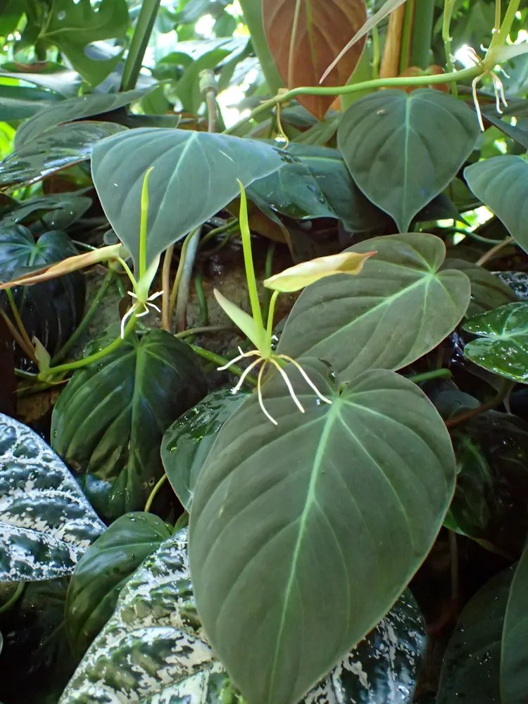 philodendron micans plant showing characteristic features