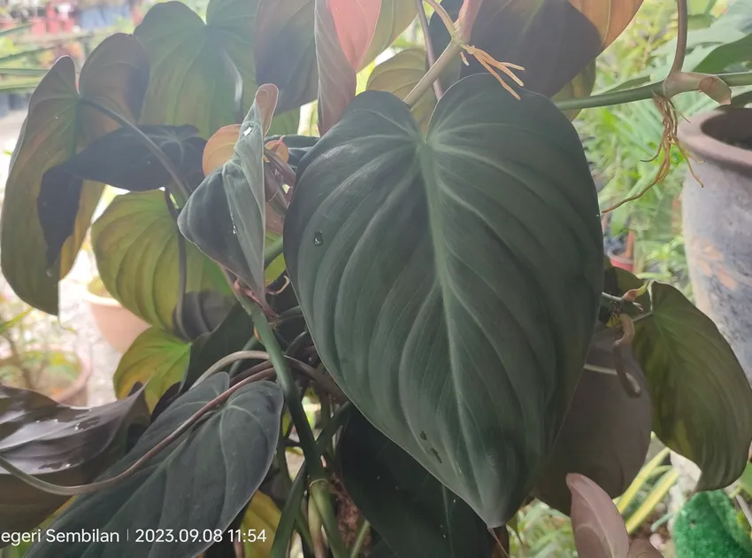 philodendron micans plant showing characteristic features