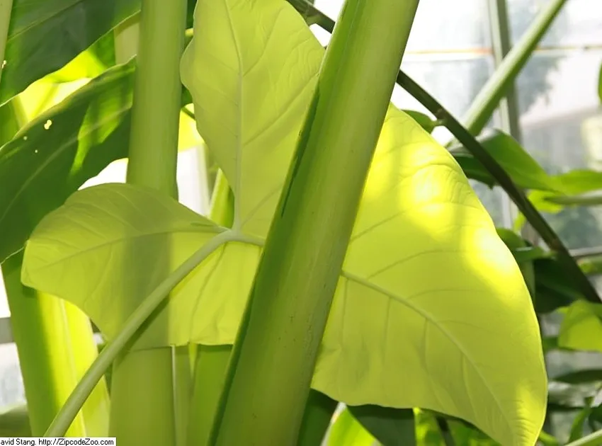 philodendron micans plant showing characteristic features