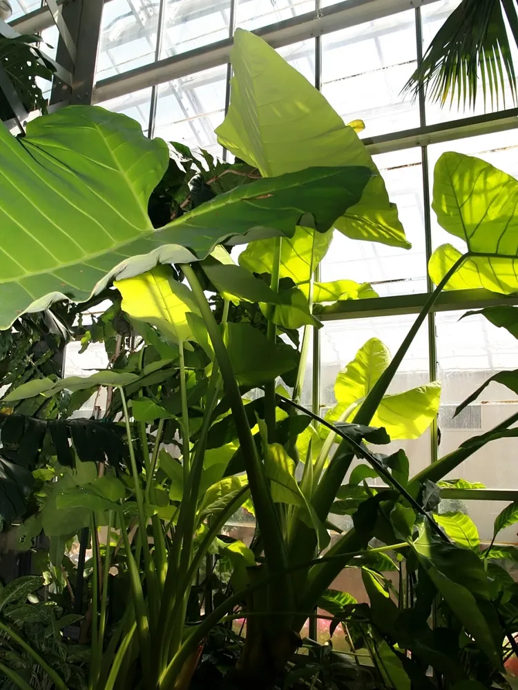 philodendron micans plant showing characteristic features