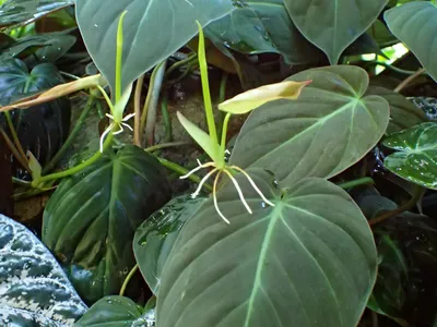 philodendron micans thumbnail