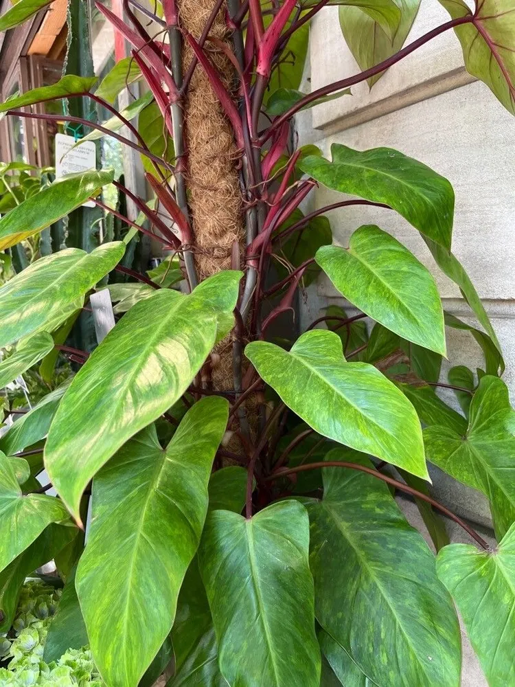 Plante philodendron painted lady montrant ses caractéristiques typiques