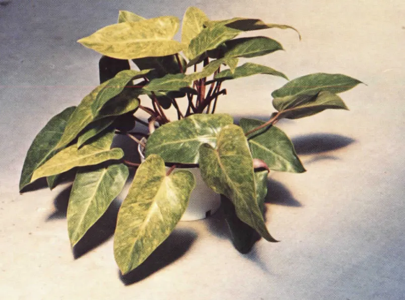 Plante philodendron painted lady montrant ses caractéristiques typiques