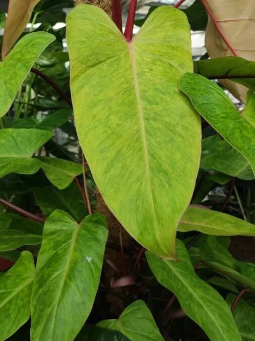 Plante philodendron painted lady montrant ses caractéristiques typiques