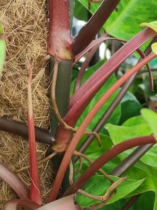 Plante philodendron painted lady montrant ses caractéristiques typiques