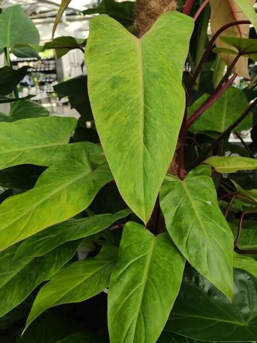 Plante philodendron painted lady montrant ses caractéristiques typiques