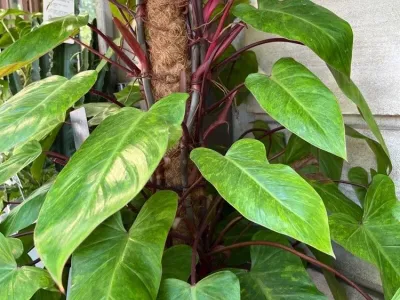 thumbnail philodendron 'painted lady'