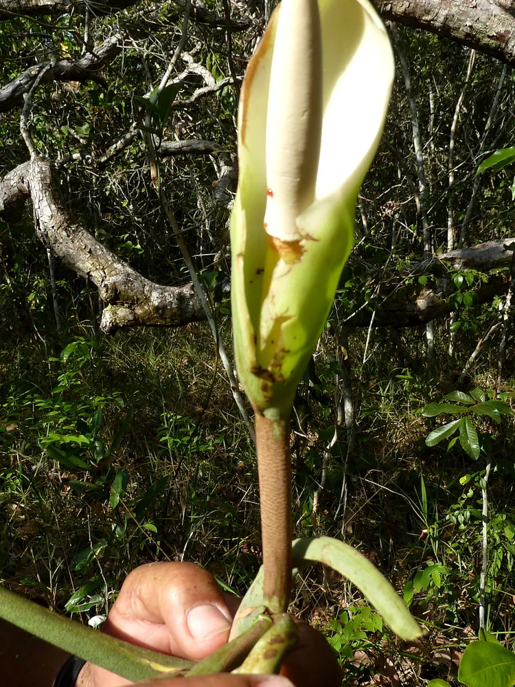 philodendron pedatum plant showing characteristic features