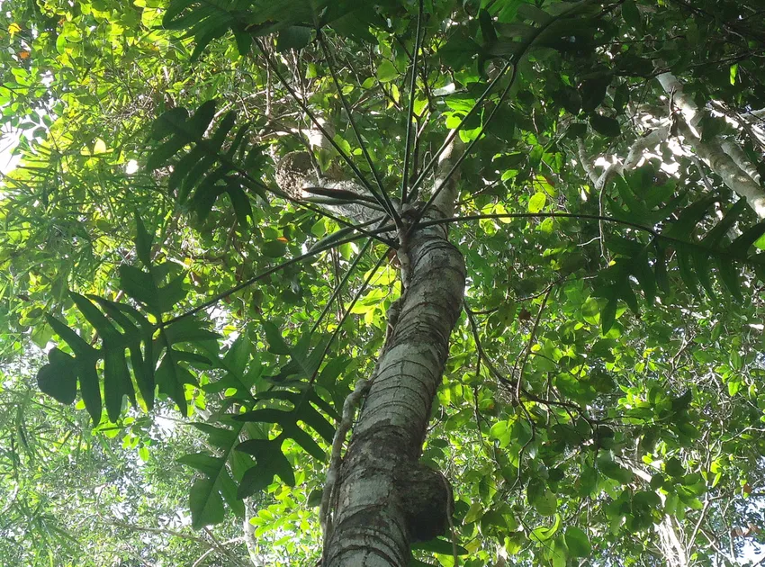 philodendron pedatum plant showing characteristic features