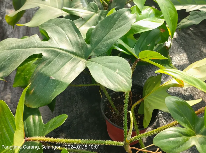 philodendron pedatum plant showing characteristic features