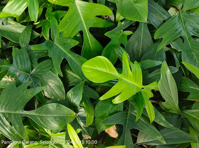 philodendron pedatum plant showing characteristic features