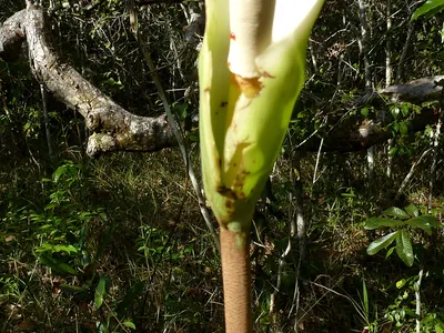 philodendron pedatum thumbnail