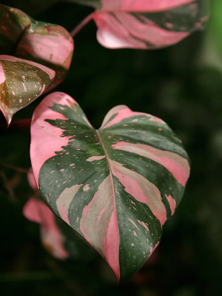 philodendron pink princess plant showing characteristic features