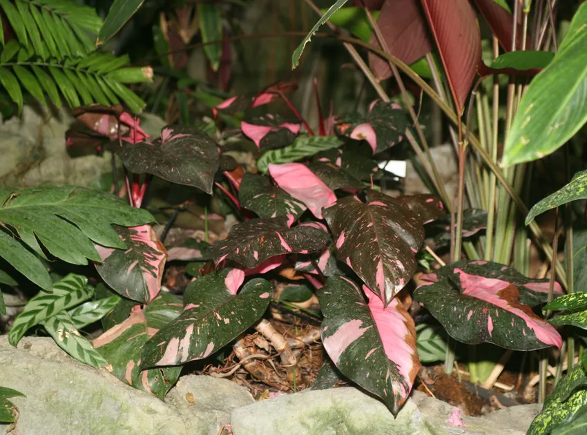 philodendron pink princess plant showing characteristic features