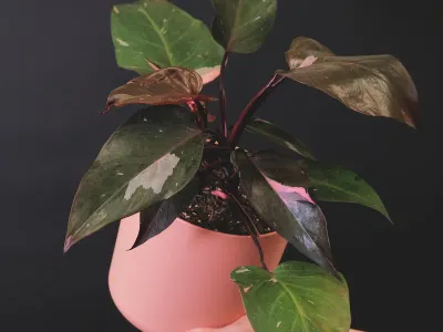 philodendron pink princess thumbnail