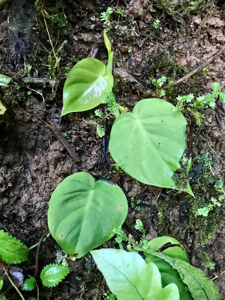 philodendron pittieri plant showing characteristic features