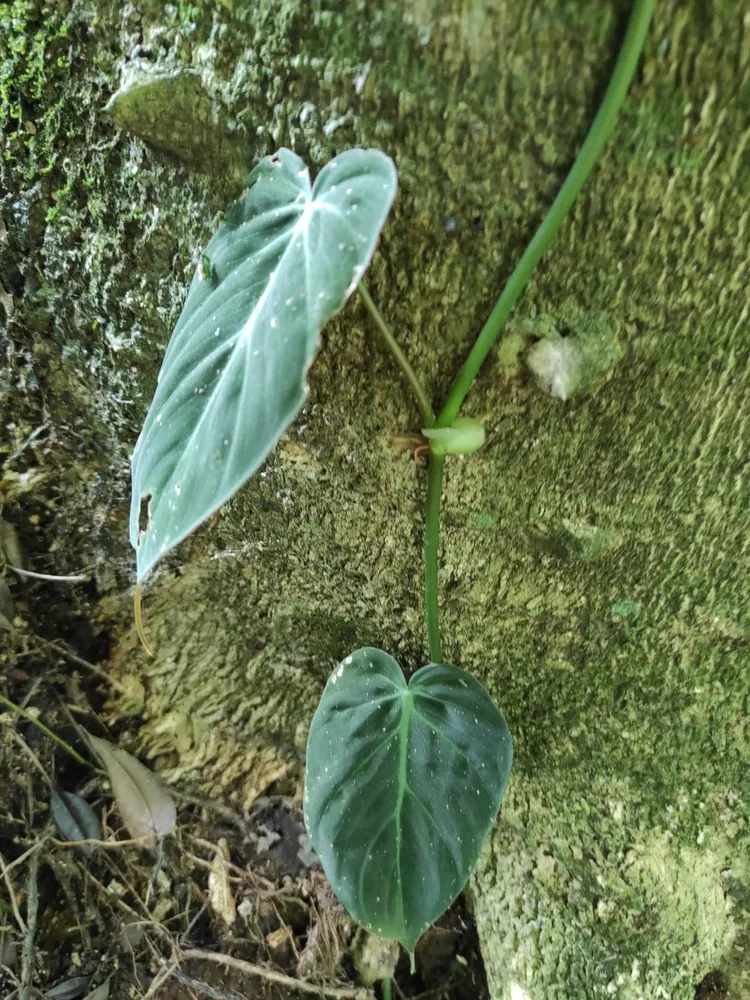 philodendron pittieri plant showing characteristic features